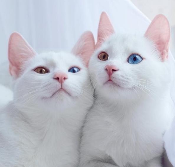 伊薩承辦第三屆 南(nán)和(hé)（國(guó)際）寵物(wù)博覽會(huì) ，10月(yuè)20日(rì)期待您的(de)到(dào)來(lái)